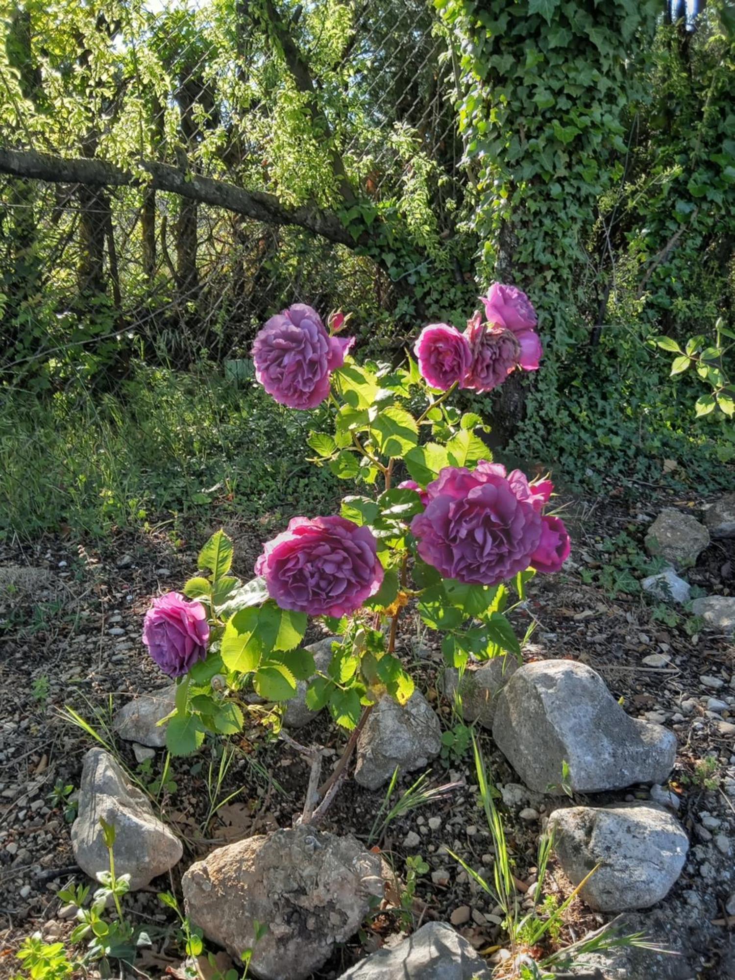 Les Gites Du Mont Ventoux Бедуен Екстер'єр фото